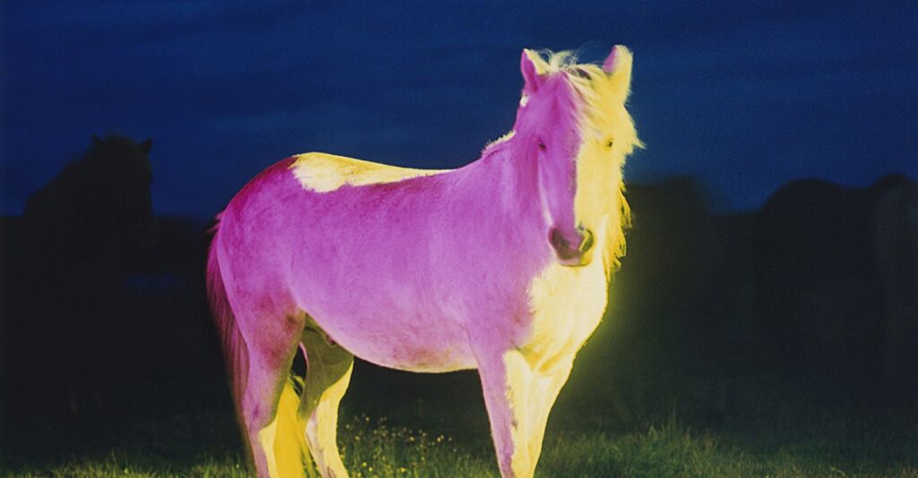 Your Horses