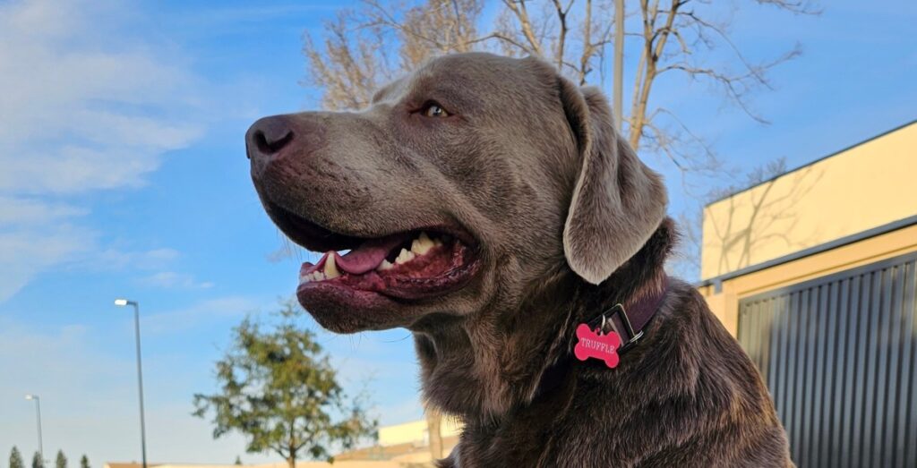 Now anyone can tap Ring doorbells to search for lost dogs